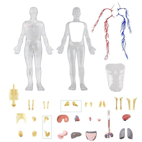 Transparentes Modell Anatomie des Skeletts – Figur des menschlichen Körpers, leuchtet im Dunkeln, wissenschaftliches Spielzeug | Motorik für Kinder, Lernen zu Hause und im Klassenzimmer von Générique