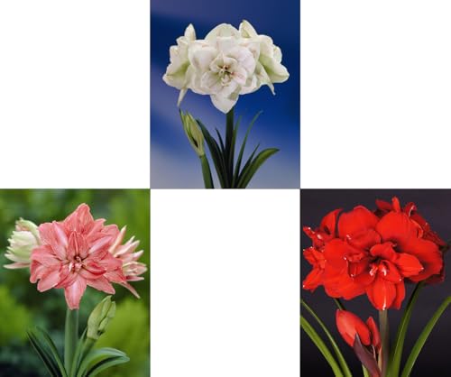 Generisch 3er Set riesengroße XXL Amaryllis (Zwiebelgröße 34/36) Hippeastrum, Ritterstern, 3 Verschiedene Amarylliszwiebeln von Generisch