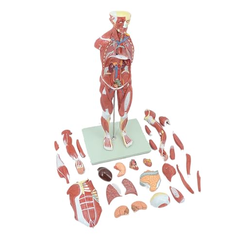 80 cm menschliche Muskelfigur, 27 Teile, muskuläre Anatomie, Modell, Halblebensgröße, PVC-Material, Modell mit Ständer, Schulunterricht von Generisch