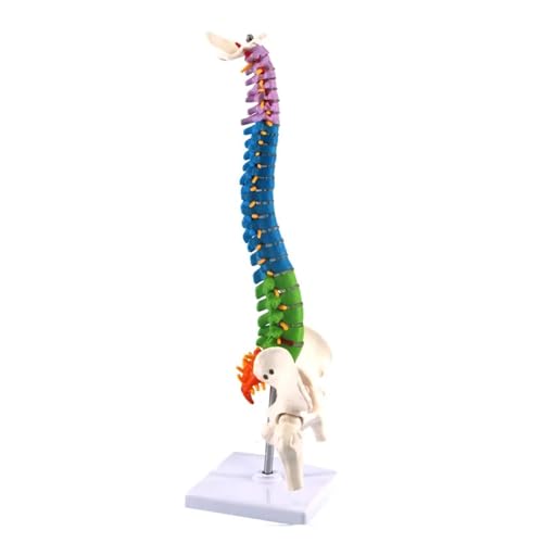 Anatomie-Modell für menschliche Wirbelsäule, Becken, 45 cm, medizinische Wissenschaft, Unterricht, Biologie, Neurochirurgie, Ressourcen, anatomische Modelle, Skelett Anatomie-Modell für menschliche Wirbelsäule, Becken, 45 cm, medizinische Wissenschaft, Unterricht, Biologie, Neurochirurgie, Ressourcen, anatomische Modelle, Skelett von Generisch