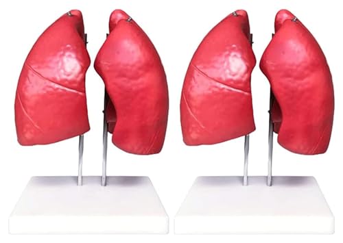 Atmungssystem Anatomie Modell - 3D Lungenmodell mit Skelett Anatomie - Menschliches Körperorganmodell für Medizinstudium Set für Studenten von Generisch