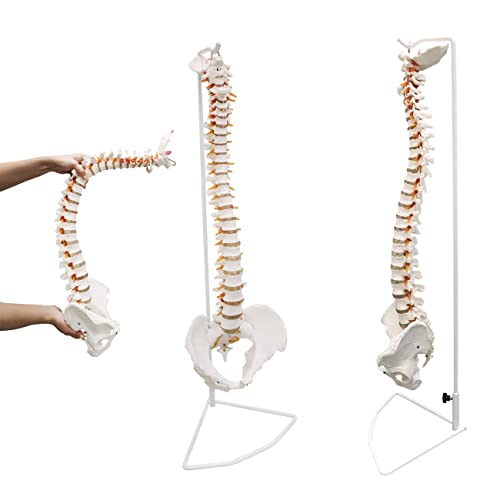 Flexibles Wirbelsäulenmodell, 85 cm, menschliches Wirbelsäulenmodell, 86,4 cm, flexibles Rückenmark mit Zungenbein, Bandscheibenvorfall, Nerven, Arterien und Becken, Lehrwerkzeug für Medizinstudenten von Generisch