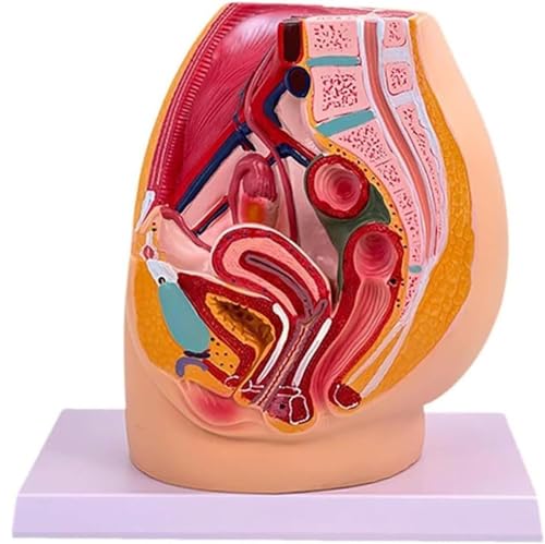 Generisch 1:1 lebensgroßes Becken Reproduktionsanatomie Modell, männliches und weibliches Becken Sagittalmodell, Uterusmodell für medizinische Studien und Lehre,Female Generisch 1:1 lebensgroßes Becken Reproduktionsanatomie Modell, männliches und weibliches Becken Sagittalmodell, Uterusmodell für medizinische Studien und Lehre,Female von Generisch