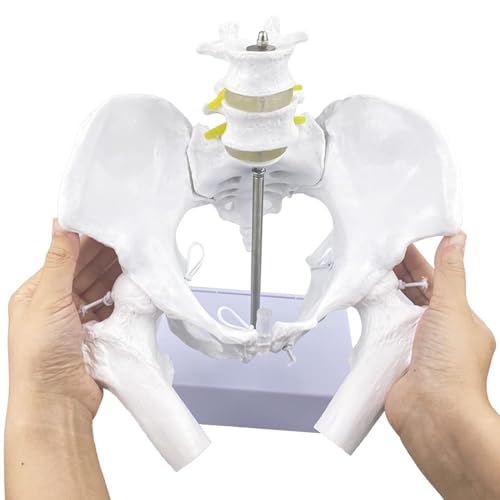 Generisch Flexibles weibliches Beckenmodell mit beweglichen Oberschenkelköpfen und Gelenken, lebensgroßes weibliches Becken mit Standfuß, für Geburtenerziehung, Lehre und Studium Generisch Flexibles weibliches Beckenmodell mit beweglichen Oberschenkelköpfen und Gelenken, lebensgroßes weibliches Becken mit Standfuß, für Geburtenerziehung, Lehre und Studium von Generisch