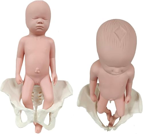 Generisch Geburt Demonstration Becken Modell, Lebensgröße weibliche Becken Baby-Modell mit Beckenboden Muskeln Modell für Wissenschaft Bildung, Gynäkologie, Lehre,Male Generisch Geburt Demonstration Becken Modell, Lebensgröße weibliche Becken Baby-Modell mit Beckenboden Muskeln Modell für Wissenschaft Bildung, Gynäkologie, Lehre,Male von Generisch