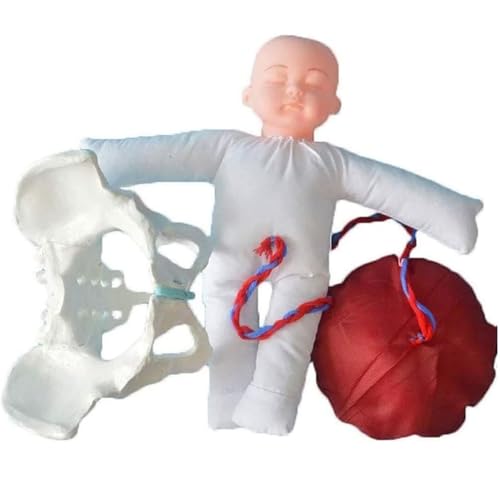 Generisch Geburt Demonstration Becken Modell - Weibliches Becken Geburt Modell mit Baby, Nabelschnur, Plazenta, Gynäkologie Lehre Anatomie Modell Generisch Geburt Demonstration Becken Modell - Weibliches Becken Geburt Modell mit Baby, Nabelschnur, Plazenta, Gynäkologie Lehre Anatomie Modell von Generisch