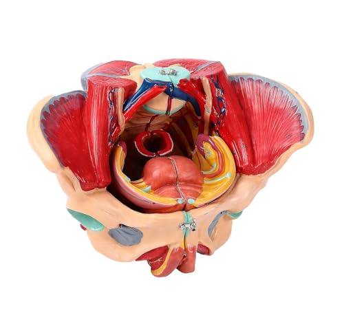 Generisch Weibliche Becken Anatomie Modell abnehmbar 4 Teile weibliche Becken Modell Genitalien vaskuläre neuromuskuläre Uterus Mensch für Bildung Studie menschliche Anatomie Lehre Generisch Weibliche Becken Anatomie Modell abnehmbar 4 Teile weibliche Becken Modell Genitalien vaskuläre neuromuskuläre Uterus Mensch für Bildung Studie menschliche Anatomie Lehre von Generisch