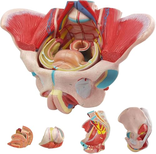 Generisch Weibliche Becken Modell - 1:1 Life Size Becken Anatomie Modell, abnehmbare Organe mit Beckenboden Muskeln, Gefäße Nerven & reproduktive für Bildung Studie Generisch Weibliche Becken Modell - 1:1 Life Size Becken Anatomie Modell, abnehmbare Organe mit Beckenboden Muskeln, Gefäße Nerven & reproduktive für Bildung Studie von Generisch