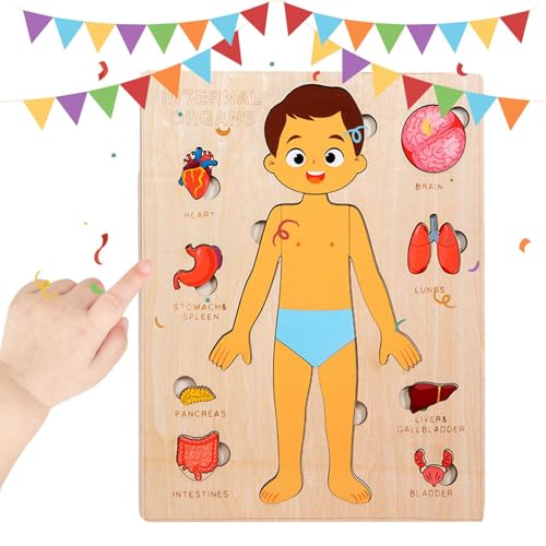Kinder Anatomie Spielzeug, Pädagogisches Holzpuzzle Vom Menschlichen Körper, Lernspielzeug Für Kleinkinder Unterwegs Spielen Lernen Krankenhaus Kind Schule Kinder Anatomie Spielzeug, Pädagogisches Holzpuzzle Vom Menschlichen Körper, Lernspielzeug Für Kleinkinder Unterwegs Spielen Lernen Krankenhaus Kind Schule von Generisch