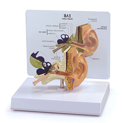 Medizinische Anatomie, menschliches Ohranatomie-Modell, Ohrmodell, menschliche Körperanatomie, Nachbildung des normalen Ohrs, für Ärzte, Büro, pädagogisches Werkzeug von Generisch