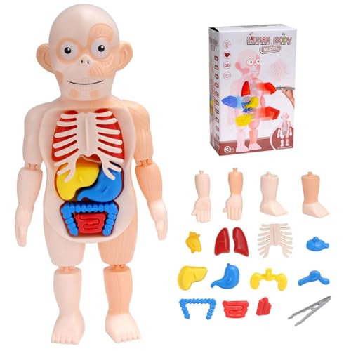 Menschlicher Körper Für Kinder - Kinder Anatomiespielzeug | Anatomie Model Montesori Toys, 15pcs Anatomiespielzeug Für Kinder, Unterrichtswerkzeuge Für Das Körper Organbewusstsein Für Vorschule Anato von Generisch