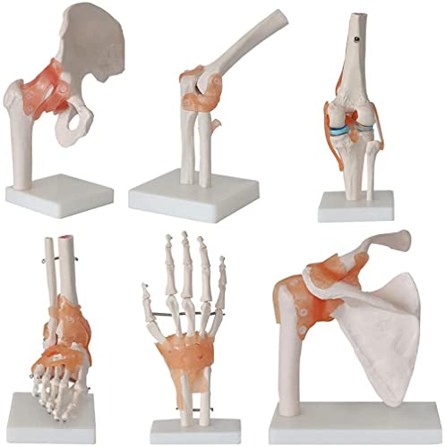 Menschliches Gelenkmodell – 6 lebensgroße anatomische Skelettstücke mit Bändern – inklusive Fuß-, Hüft-, Knie-, Schulter- und Ellbogengelenke – pädagogisches Display für Anatomiestudien von Generisch