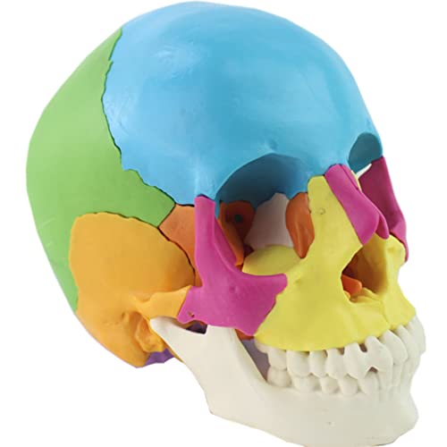 Menschliches Modell, farbiger Totenkopf, menschliche Anatomie, Skelett, anatomisches Modell, 1:1, Lebensgröße, abnehmbar, asiatisches Standard-Skelettmodell, abnehmbar, 22 Skelettmodelle, pädagogische von Generisch