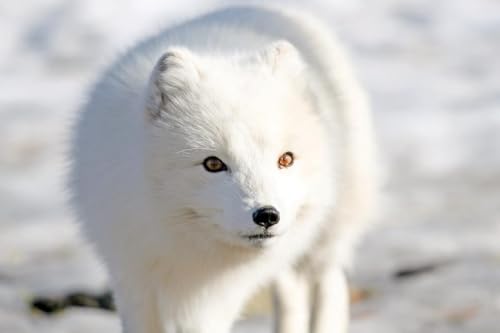 Puzzle 1000 Teile für Erwachsene Arctic Snow Fox Glänzendes Poster Bild Fotodruck Banner Holzpuzzle Lustiges Tierpuzzle für Zuhause Familie Teenager von Generisch