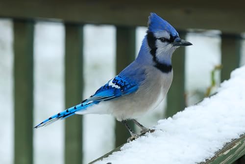 Puzzle 1000 Teile für Erwachsene Bluejay Sitzend auf schneebedecktem Geländer Blue Jay Bird Foto Holzpuzzle Spielzeug Spiele für Zuhause Familie Jugendliche von Generisch