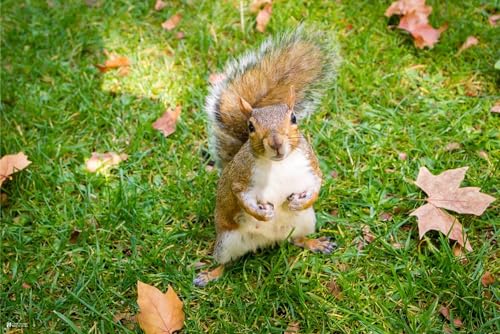 Puzzle 1000 Teile für Erwachsene Eichhörnchen Herbst Blätter Kinderzimmer Dekor Wohnkultur Holzpuzzle Spielzeug Spiele für Zuhause Familie Jugendliche von Generisch