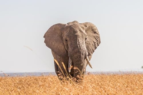 Puzzle 1000 Teile für Erwachsene Elefant Fütterung auf der Savanne von Südafrika Foto Holzpuzzle Spielzeug Spiele für Zuhause Familie Jugendliche von Generisch