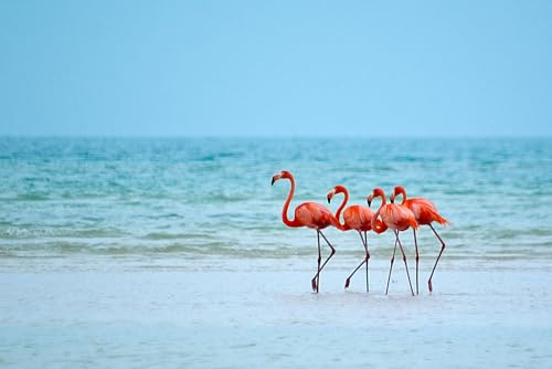 Puzzle 1000 Teile für Erwachsene Flamingos Waten im Ozean Foto Holzpuzzle Spielzeug Spiele für Zuhause Familie Jugendliche von Generisch