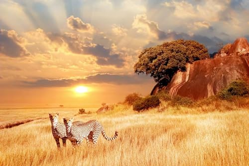 Puzzle 1000 Teile für Erwachsene Gepard in der afrikanischen Savanne bei Sonnenuntergang Gepard Bilder Holzpuzzle Spielzeug Spiele für Zuhause Familie Jugendliche von Generisch