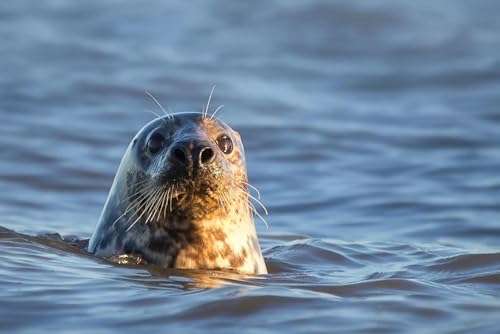 Puzzle 1000 Teile für Erwachsene Graues Siegel im Wasser Foto Foto Siegel Puzzle der Wildtiere Siegel Druck Holzpuzzle Spielzeug Spiele für Zuhause Familie Jugendliche von Generisch