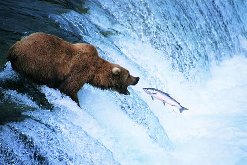 Puzzle 1000 Teile für Erwachsene Grizzlybär ernährt sich auf einem springenden Lachs in Alaska Foto Holzpuzzle Spielzeug Spiele für Zuhause Familie Jugendliche von Generisch