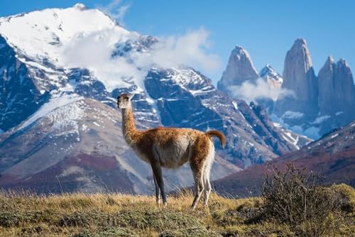 Puzzle 1000 Teile für Erwachsene Guanaco Stehend in Bergen Patagoniens Chile Foto Südamerika Lama Tier Holzpuzzle Spielzeug Spiele für Zuhause Familie Teenager von Generisch