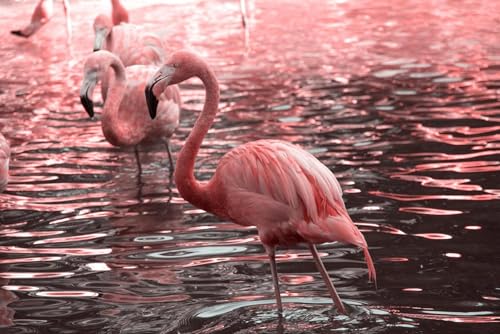 Puzzle 1000 Teile für Erwachsene Just Pink Flamingos Waten im Wasser Foto Flamingo Drucke Flamingo Wanddekoration Strand Thema Holzpuzzle Spielzeug Spiele für Zuhause Familie von Generisch