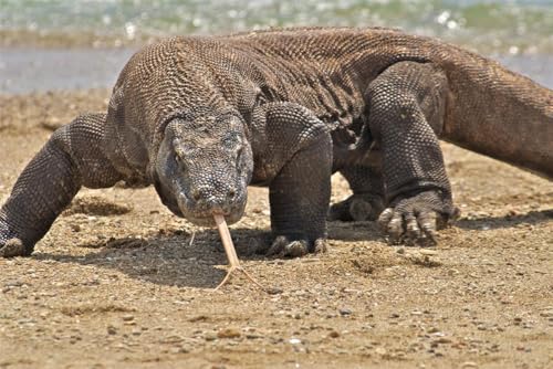 Puzzle 1000 Teile für Erwachsene KOMODO DRAGON GLOSSY POSTER BILD FOTO Monitor Eidechse Groß Gruselig Cool Holzpuzzle Lustiges Tierpuzzle für Zuhause Familie Teenager von Generisch