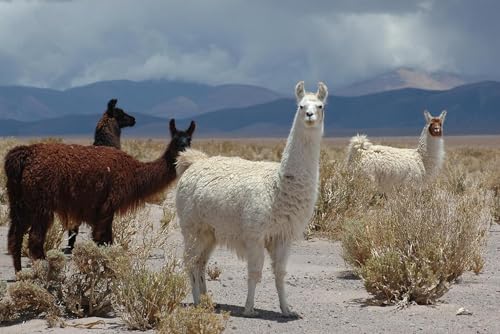 Puzzle 1000 Teile für Erwachsene Lamas Stehend in der Provinz Jujuy Argentinien Foto Holzpuzzle Spielzeug Spiele für Zuhause Familie Jugendliche von Generisch