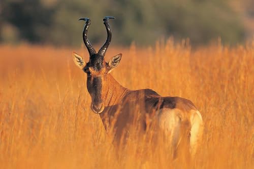 Puzzle 1000 Teile für Erwachsene Laminiert Hartebeest Afrikanische Antilope im WILD Foto Holzpuzzle Spielzeug Spiele für Zuhause Familie Jugendliche von Generisch