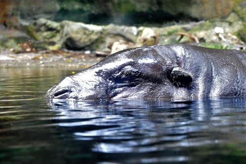 Puzzle 1000 Teile für Erwachsene Laminiert Nilpferd im Wasser Foto Holzpuzzle Spielzeug Spiele für Zuhause Familie Jugendliche von Generisch