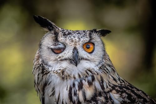 Puzzle 1000 Teile für Erwachsene Laminiert Winking Eule Gesicht Nahaufnahme Blick auf Kamera Wildlife Tier Vogel Foto Holzpuzzle Spielzeug Spiele für Zuhause Familie Jugendliche von Generisch