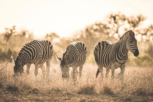 Puzzle 1000 Teile für Erwachsene Laminierte Herde der Zebras Krüger Nationalpark Südafrika Foto Holzpuzzle Spielzeug Spiele für Zuhause Familie Jugendliche von Generisch