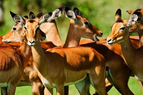 Puzzle 1000 Teile für Erwachsene Laminierte Herde von Impalas Serengeti Nationalpark Tansania Foto Holzpuzzle Spielzeug Spiele für Zuhause Familie Jugendliche von Generisch