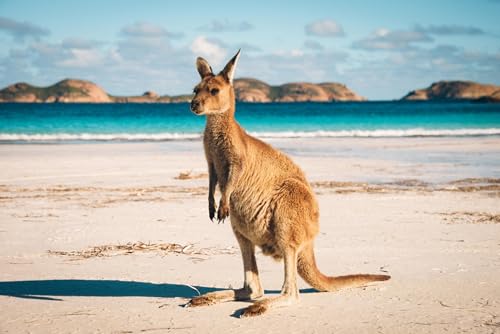 Puzzle 1000 Teile für Erwachsene Lucky Bay Känguru in Esperance Foto Holzpuzzle Spielzeug Spiele für Zuhause Familie Jugendliche von Generisch