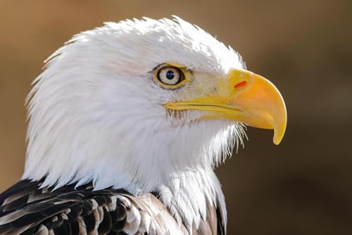 Puzzle 1000 Teile für Erwachsene Portrait von Weißkopfseeadler Foto Amerika Vogel Bilder Holzpuzzle Spielzeug Spiele für Zuhause Familie Jugendliche von Generisch