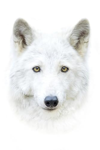 Puzzle 1000 Teile für Erwachsene Weiß Arktis Polar Wolf Gesicht Portrait Nahaufnahme Exotische Katze Wildtier Foto Holzpuzzle Spielzeug Spiele für Zuhause Familie Jugendliche von Generisch