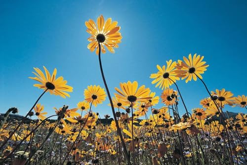 Puzzle 1000 Teile für Erwachsene Wildblumen Süd Namib Wüste Südafrika Foto Holzpuzzle Spielzeug Spiele für Zuhause Familie Jugendliche von Generisch