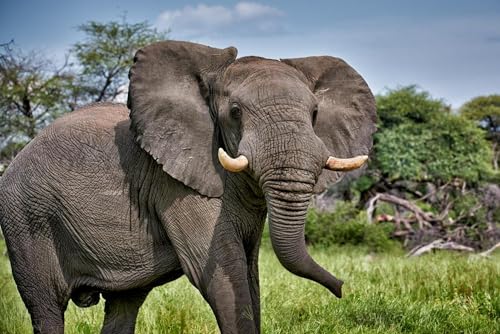 Puzzle 1000 Teile für Erwachsene Wütender afrikanischer Elefant Makgadikgadi Pfannen Nationalpark Botswana Foto Holzpuzzle Spielzeug Spiele für Zuhause Familie Jugendliche von Generisch