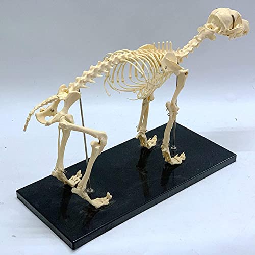 Skelettmodelle Unterrichtsmodell, Hundeskelettmodell Veterin?rlehrmodell, Anatomisches Hundemodell, 64 cm x 20 C x 30 cm, P?dagogische Demonstration, Biologieunterricht von Generisch