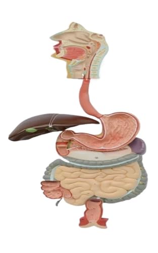 Verdauungssystem Modell Medizinische Wissenschaft Gastrointestinaltrakt Anatomie Simulator Pädagogische Anleitung Studium Lehrmittel von Generisch