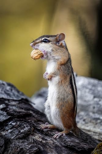 Puzzle 1000 Teile Entzückende flauschige Streifenhörnchen nagende Nuss im Wald Kunst Wanddekoration Familie Spaß Puzzles 1000 Teile für Erwachsene Geschenke Herausfordernde Puzzlespiele von Geroclonup