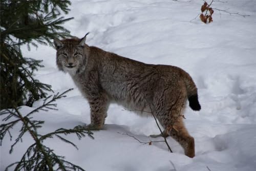 Puzzle 1000 Teile Schöne LYNX Glänzende Poster Bild Fotodruck Coole Wildkatze Katze Familie Spaß Puzzles 1000 Teile für Erwachsene Geschenke Herausfordernde Puzzle-Spiele von Geroclonup