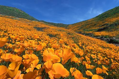 Puzzle für Erwachsene, 1000 Teile, Golden Poppy Blooming Walker Canyon Lake Elsinore Foto Foto Familie Lustige Herausforderung Urlaub Puzzles Geschenk von Geroclonup