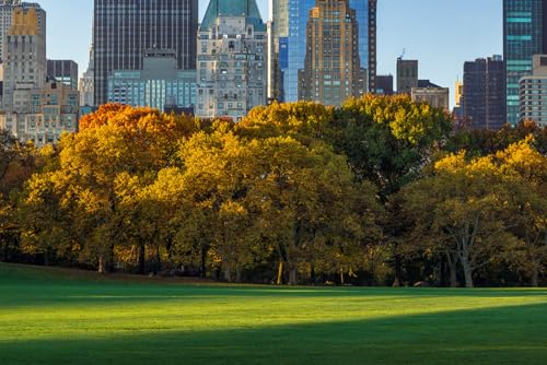 Puzzle für Erwachsene 1000 Teile Central Park Schafe Wiese Wolkenkratzer Herbst New York City Foto Familie Lustig Herausfordernde Urlaub Puzzles Geschenk von Geroclonup