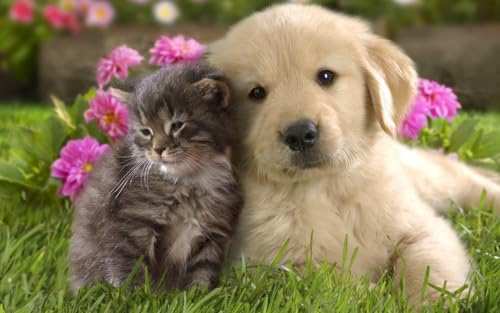 Geroclonup Puzzle mit 1000 Teilen "Best Friends", Motiv: Katze und Hund, glänzendes Poster, Bild, Foto, Kätzchen, Welpe, niedlich, kuschelig, Familienspaß-Puzzle, für Erwachsene ab 12 Jahren Geroclonup Puzzle mit 1000 Teilen "Best Friends", Motiv: Katze und Hund, glänzendes Poster, Bild, Foto, Kätzchen, Welpe, niedlich, kuschelig, Familienspaß-Puzzle, für Erwachsene ab 12 Jahren von Geroclonup