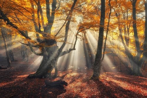 Puzzles für Erwachsene, 1000 Teile, Herbstwald im Nebel mit Sonnenstrahlen, Fotofotografie, Familie, lustig, herausfordernd, Urlaubspuzzles für Erwachsene, Puzzle-Geschenk für Frauen, Männer, Senioren von Geroclonup