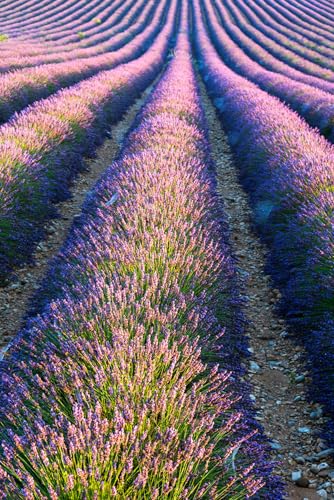 Puzzles für Erwachsene 1000 Teile Lavendelfeld in voller Blüte Provence Frankreich Foto Familie Lustige Herausfordernde Urlaubspuzzles für Erwachsene Puzzle Geschenk für Frauen Männer Senioren von Geroclonup