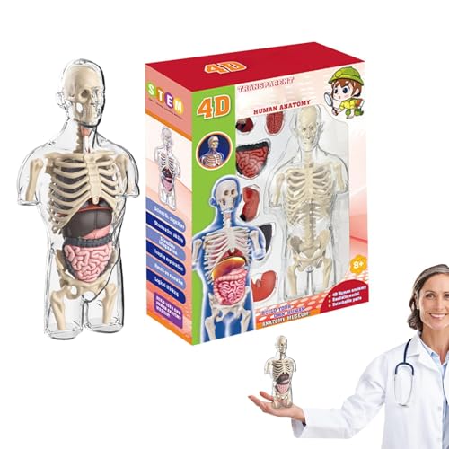 Human Body Model for Kids, Transparent Human Body Science Kit, Interactive Educational Toys, Half Human Torso Assembly Kit, Physiology Study Tools for Kids, Perfect Stocking Stuffers von Ghjkldha