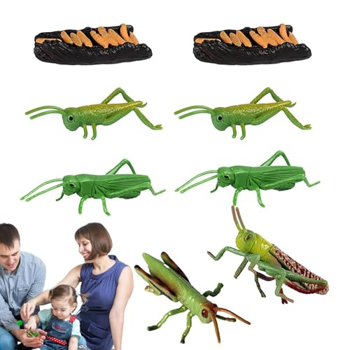 Gihioue Lebenszyklus -Wissenschafts -Kit, Vorschulwissenschaftsspielzeug - Realistisches Heuschreckenmodell Vorschulwissenschafts -Kit,Small Animal Match Sets Locust Model für Kinder Mädchen von Gihioue